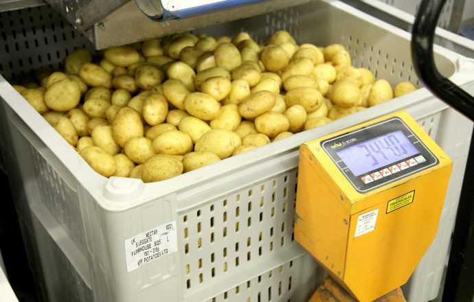 Potato hygiene: DOLAVs suit the procedure